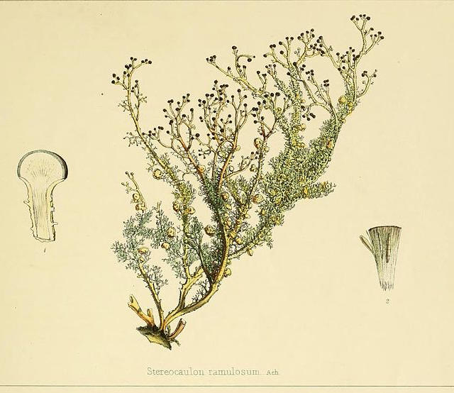 botanical drawing