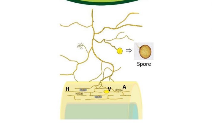 Mycorrhizal Fungi Heroes Of The Landscape Landscape Institute 