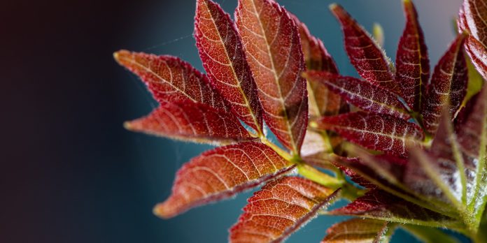 young-ash-leaves-neil-harvey-g3JckpYIL1M-unsplash