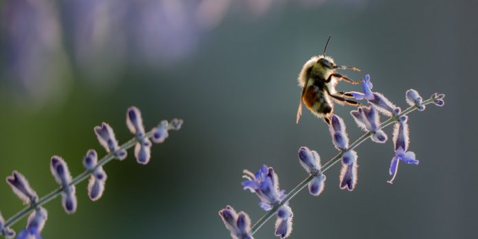 A honey bee on a lavender plant