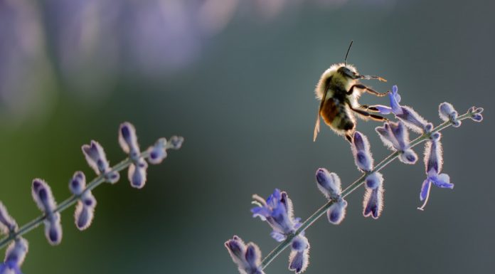 A honey bee on a lavender plant