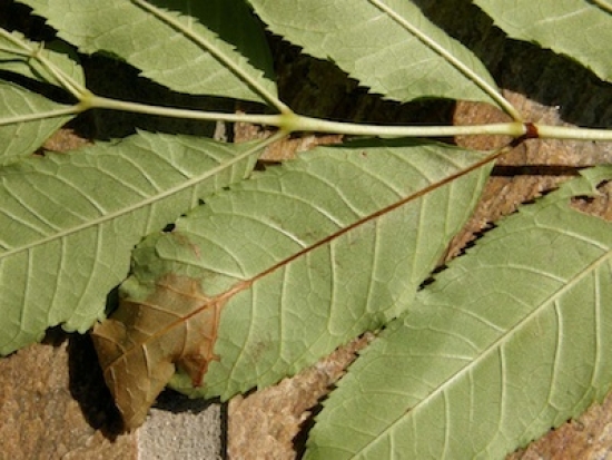 Woodland Trust calls for ban on ash imports The Chalara fraxinea fungus has already wiped out 90 per cent of ash trees in Denmark. Photograph: The Forestry Commission